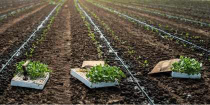 Crops on farmland