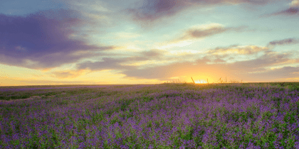 Purple flower field during golden hour