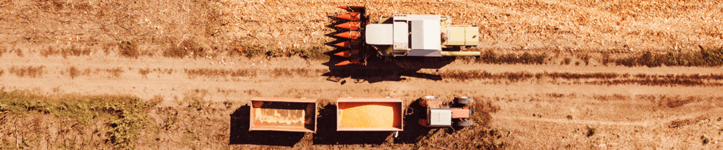 Aerial view of combine harvester pouring corn kernels into cart