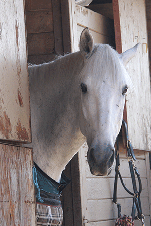 /-/media/images/did-you-know-images/rural-diversification-livery.ashx