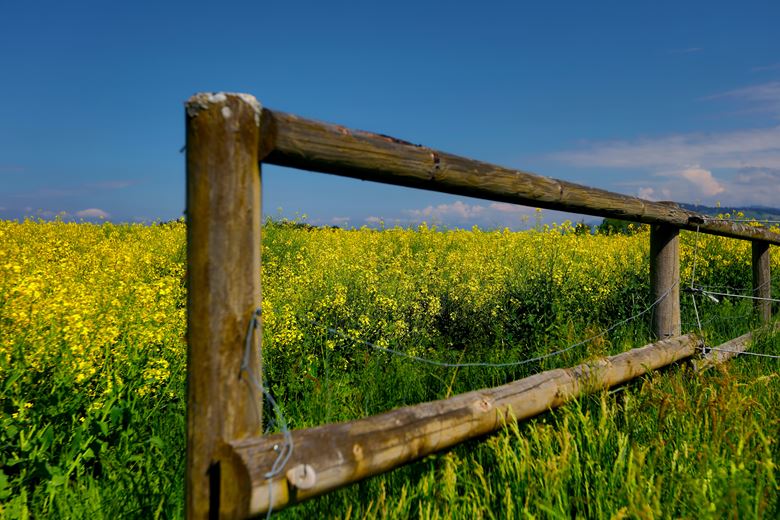 Brown wooden fence in front of a field of yellow flowers