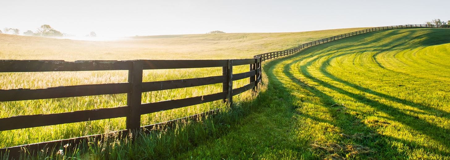 Fence snaking across a cornfield in the late summer sun