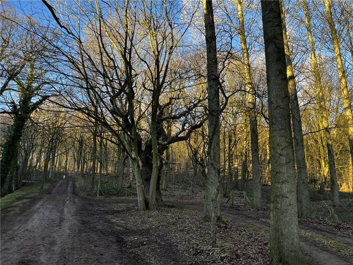  Land, Ripley Estate Woodland, Ripley HG3 - Available