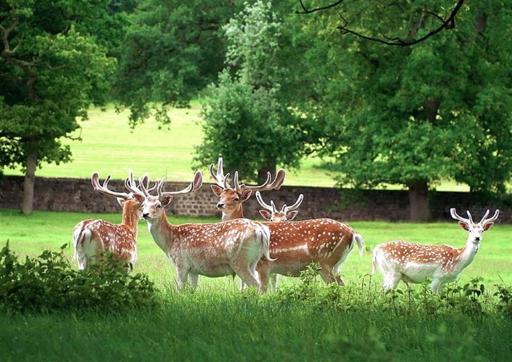 166 acres House, Ripley Castle, Ripley HG3 - Available