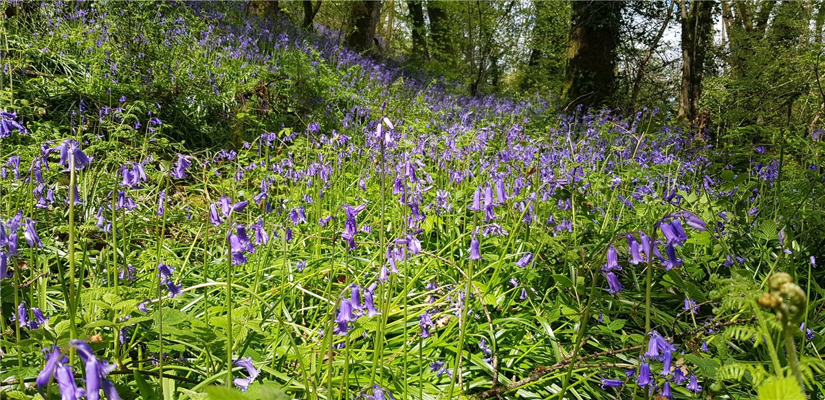 4 bedroom house, Cookbury, Holsworthy EX22 - Available