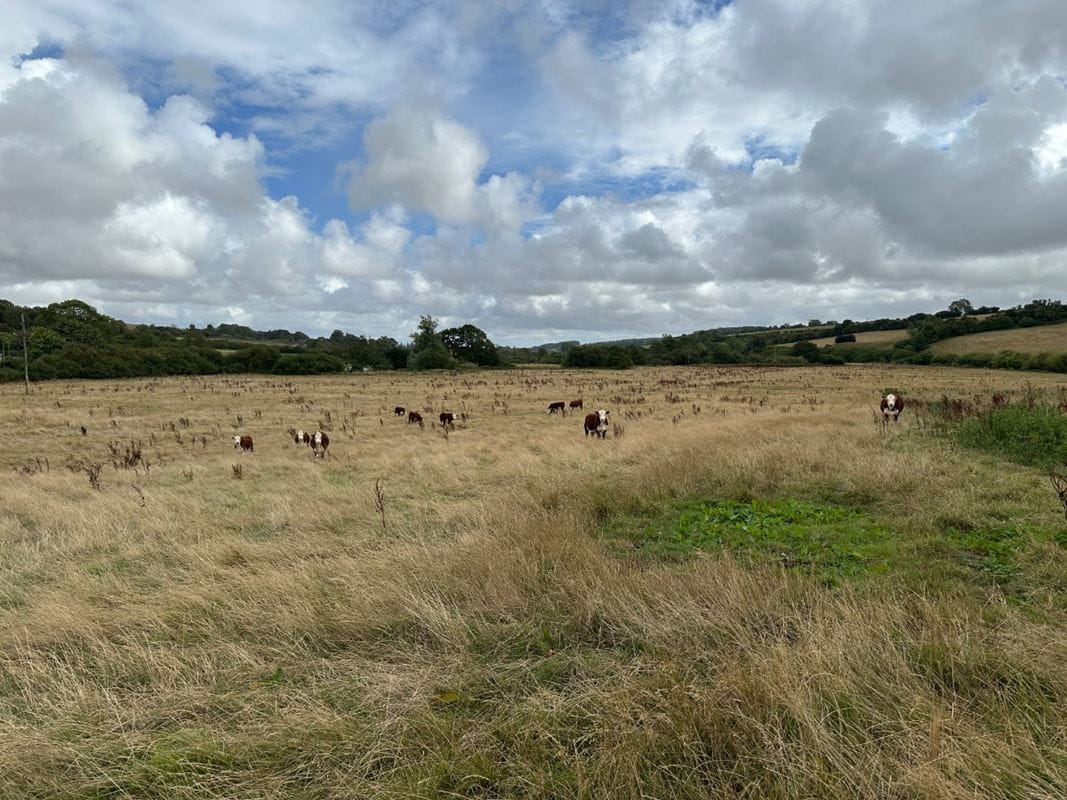 13 acres Land, Lot 5: Cruxton Manor Farm, Cruxton DT2 - Available