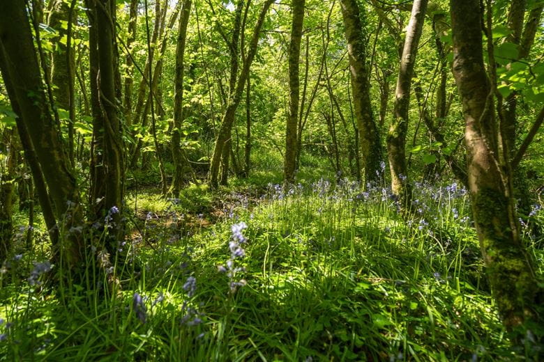 160.7 acres Country Estate, Zelah, Truro TR4 - Available