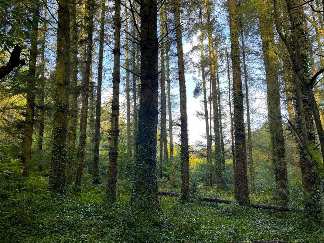 70.7 acres Land, Zelah, Truro TR4 - Sold