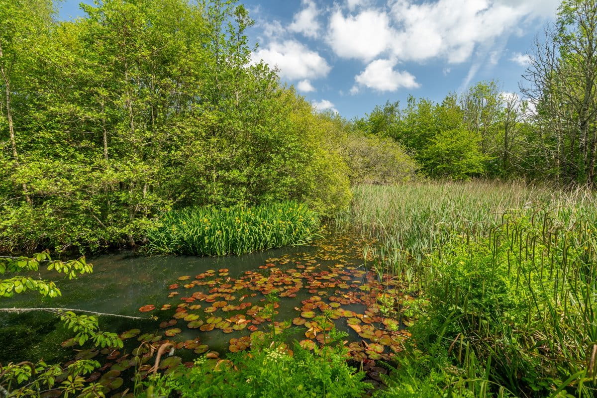 49.5 acres Farm, Tresamble, Gwennap TR16 - Sold