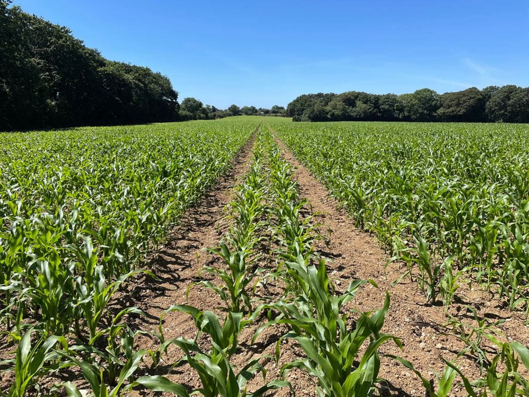 240 acres Land, Praze, Camborne TR14 - Sold