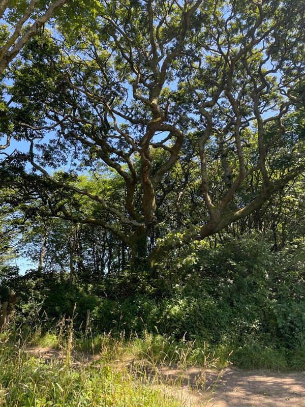 41.7 acres Land, Praze, Camborne TR14 - Sold